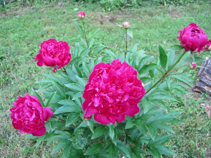 pink peony flowers